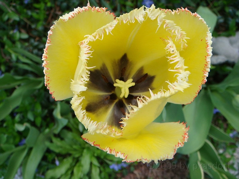 68 Nancy's Garden [2009 May 10].JPG - Nancy's Garden.